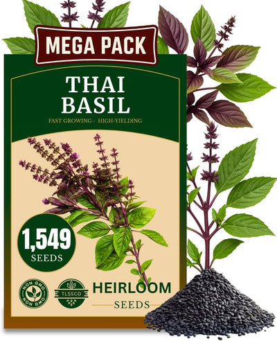 Semillas albahaca tailandesa Ocimum basilicum VAR.thyrsiflora