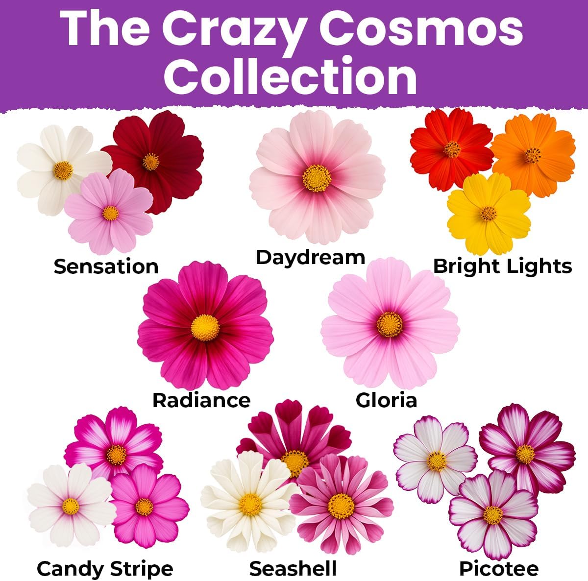 Semillas Cosmos 0.55oz fabricadas EE.UU. flores anuales
