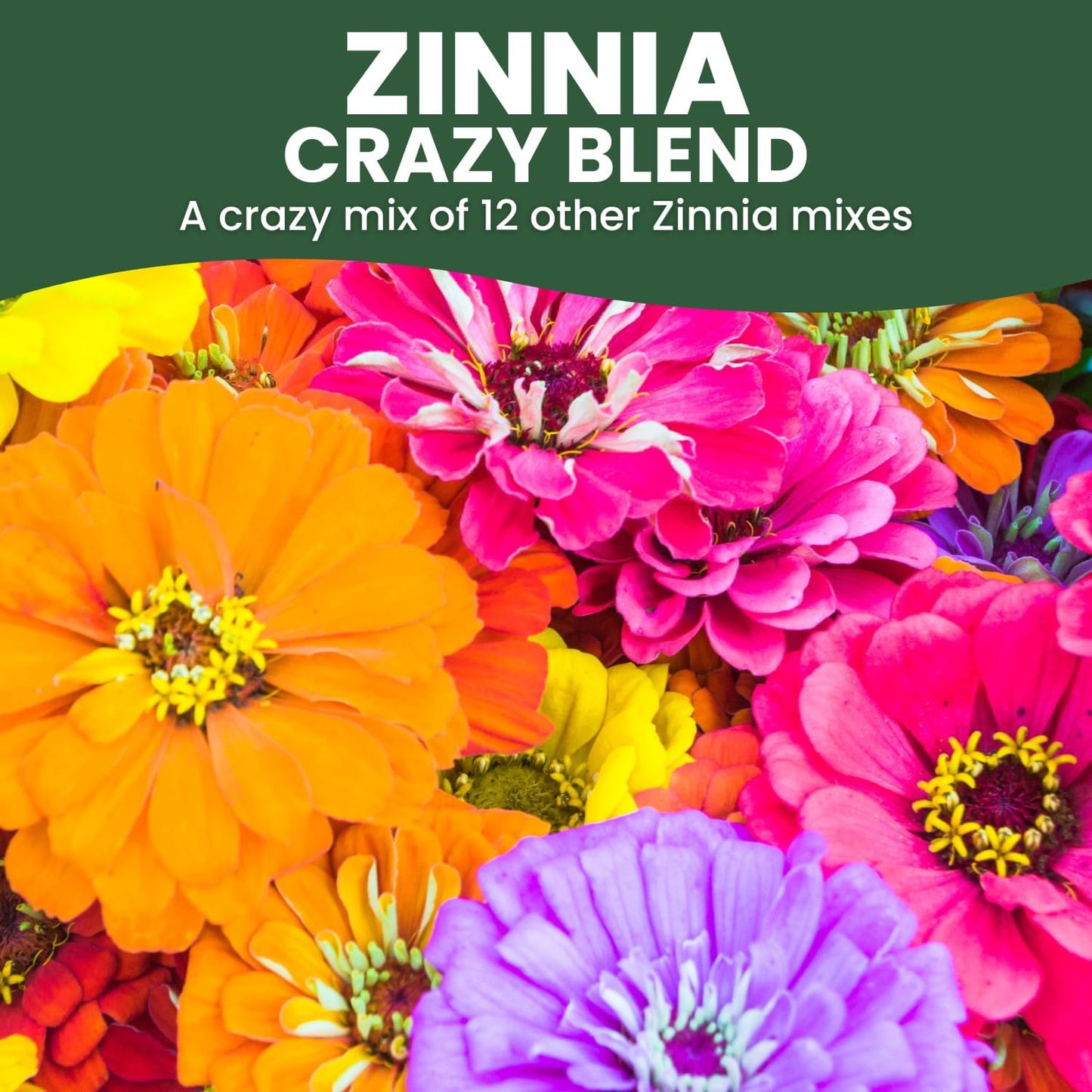 Bolsa 800 semillas Zinnia Crazy Blend 0.18oz