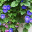 Semillas de enredadera floreciente morada 165 uds
