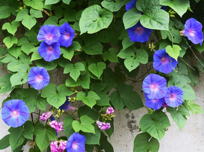 Semillas de enredadera floreciente morada 165 uds