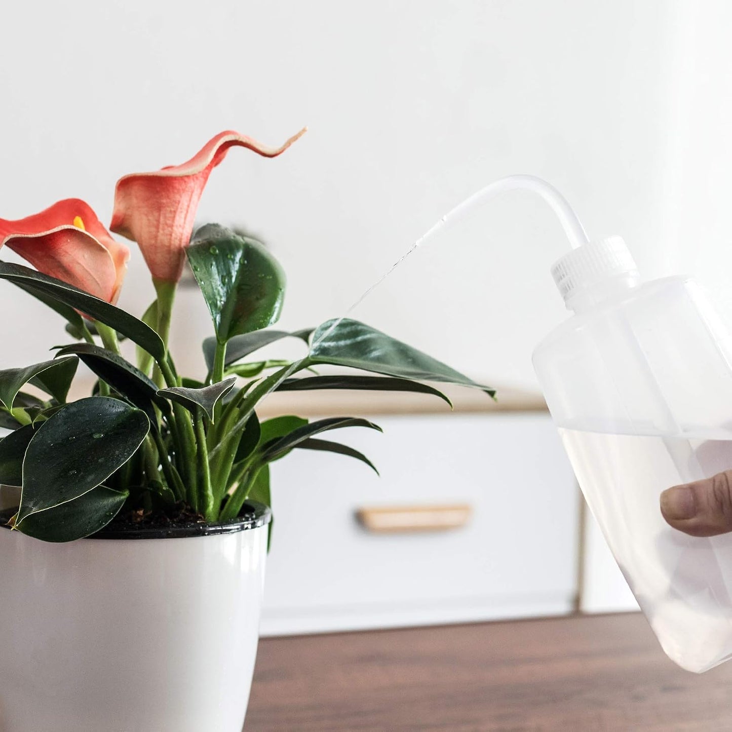 2 Botellas Riego 16.9oz Cordón 15ft para Plantas Interior