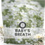 Semillas Baby's Breath 1oz Temporada 2026