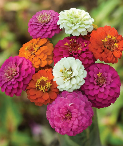 1000 semillas zinnia 2026 5 variedades colores mixtos