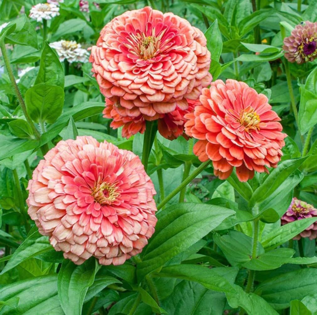 150 Pzas Semillas Zinnia Elegans Gigante Roja