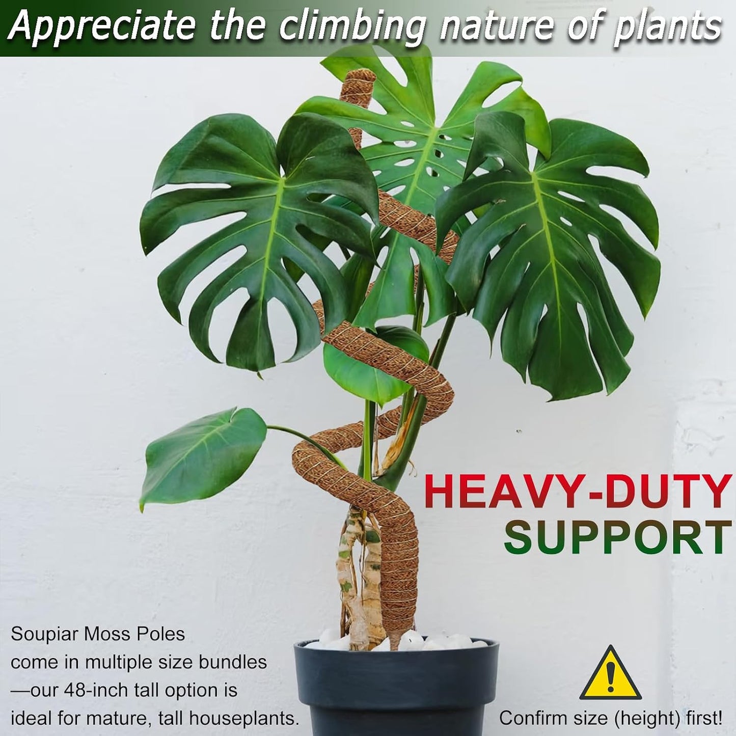 2 Postes Musgo Fibra Coco 48pulg para Monstera Pothos