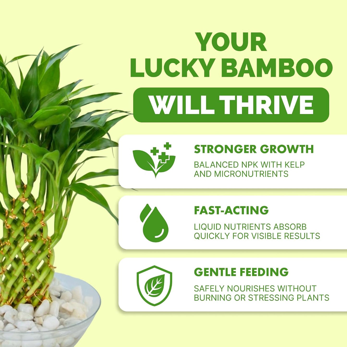 Alimento líquido para bambú 8oz tallos verdes y crecimiento