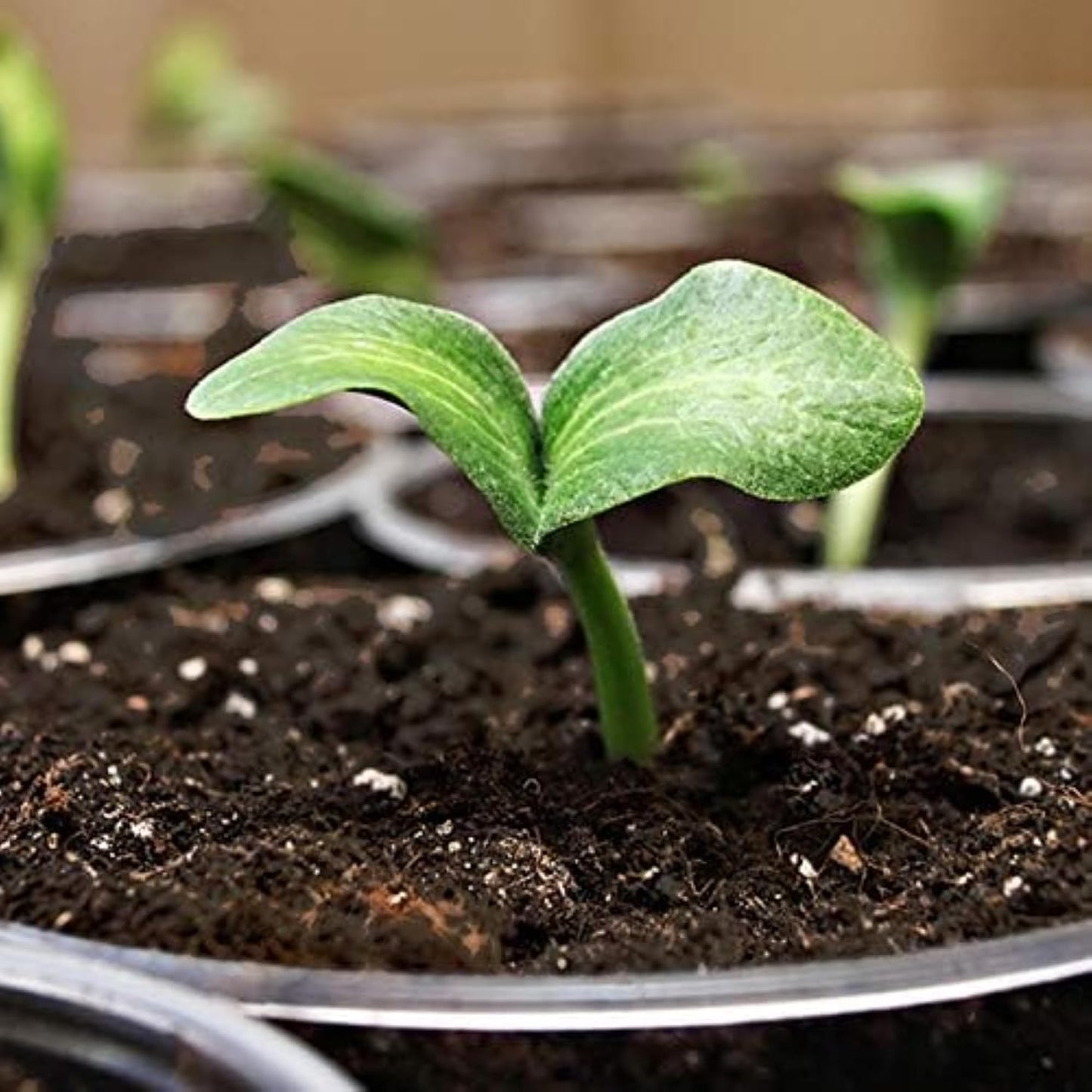 Mezcla para germinación de semillas y esquejes de plantas