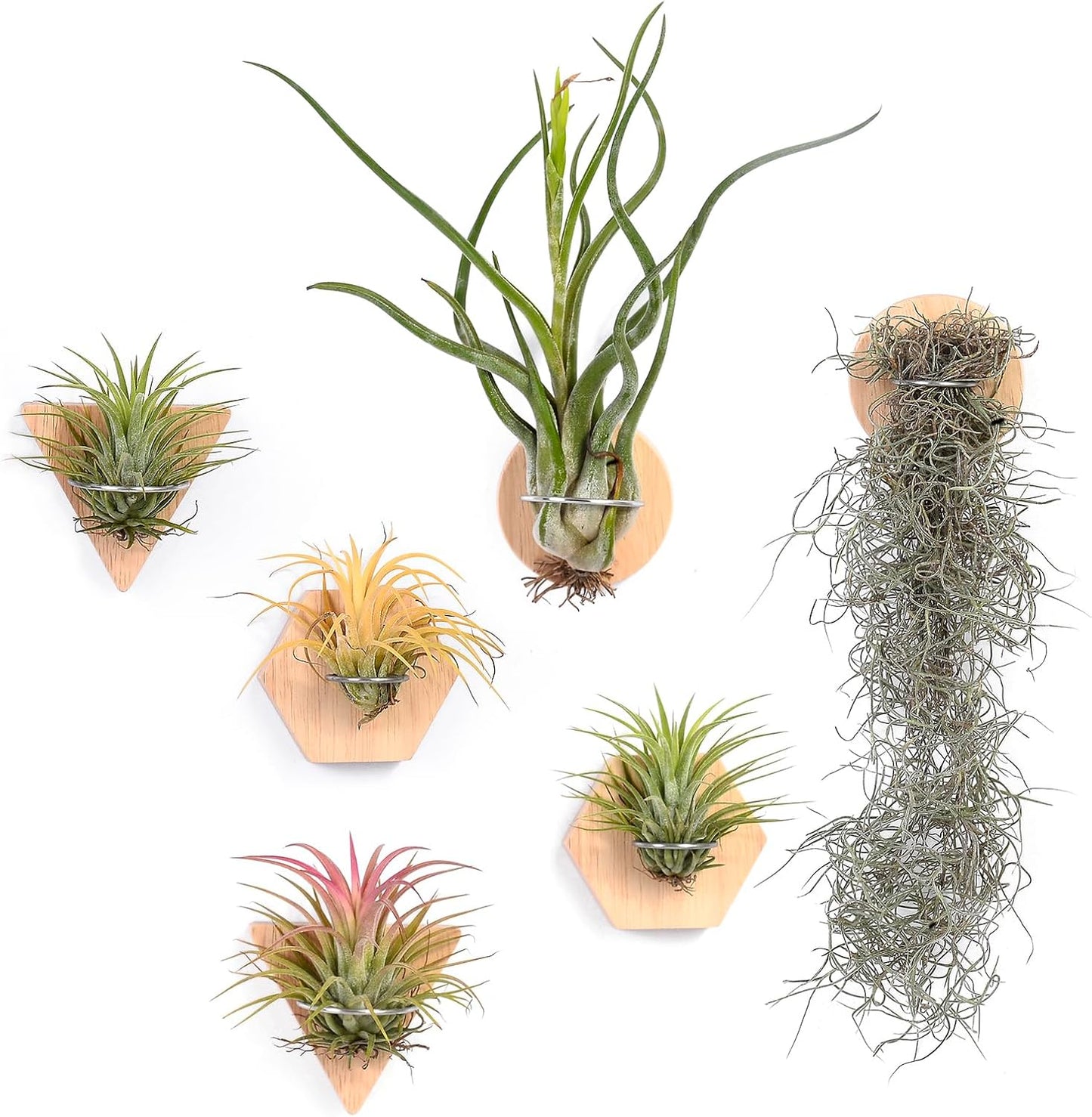 Soporte rústico para plantas de aire pared madera real