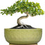 Maceta Cerámica Bonsai 8pulg Orificio Drenaje Platillo Decoración