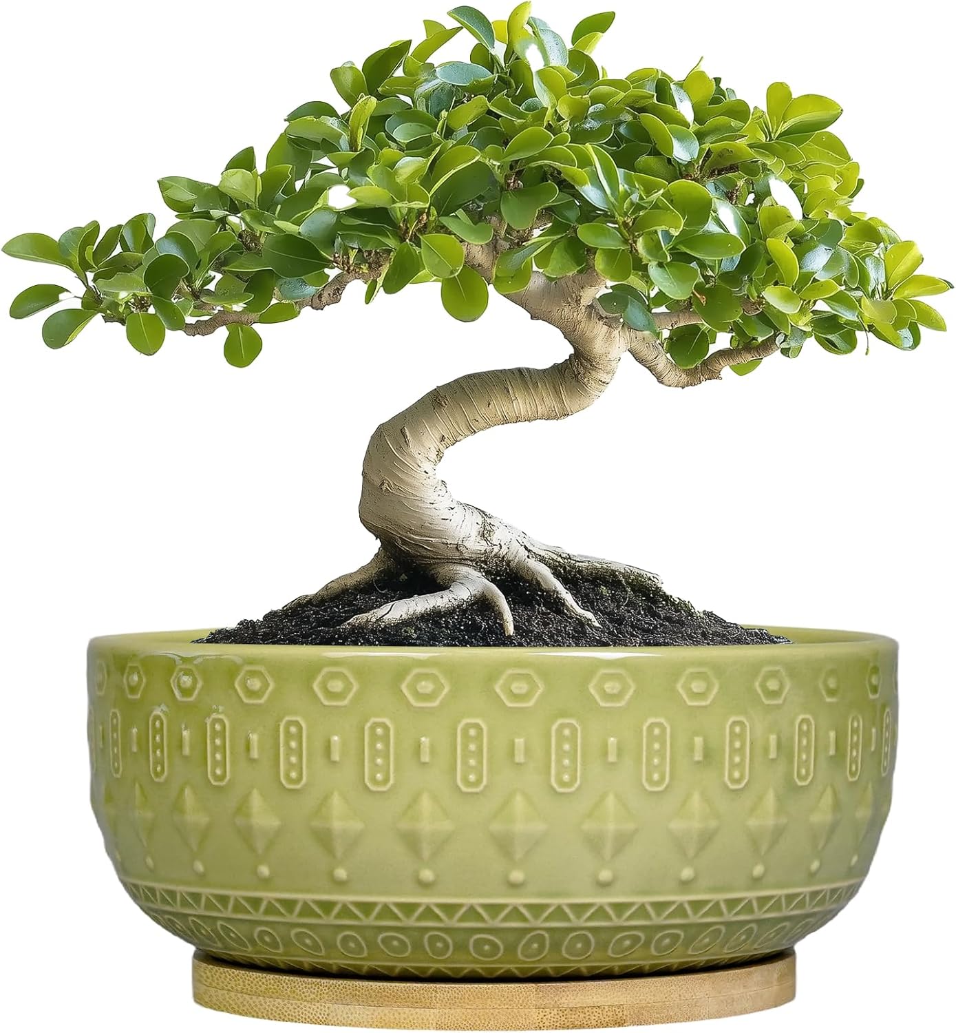 Maceta Cerámica Bonsai 8pulg Orificio Drenaje Platillo Decoración