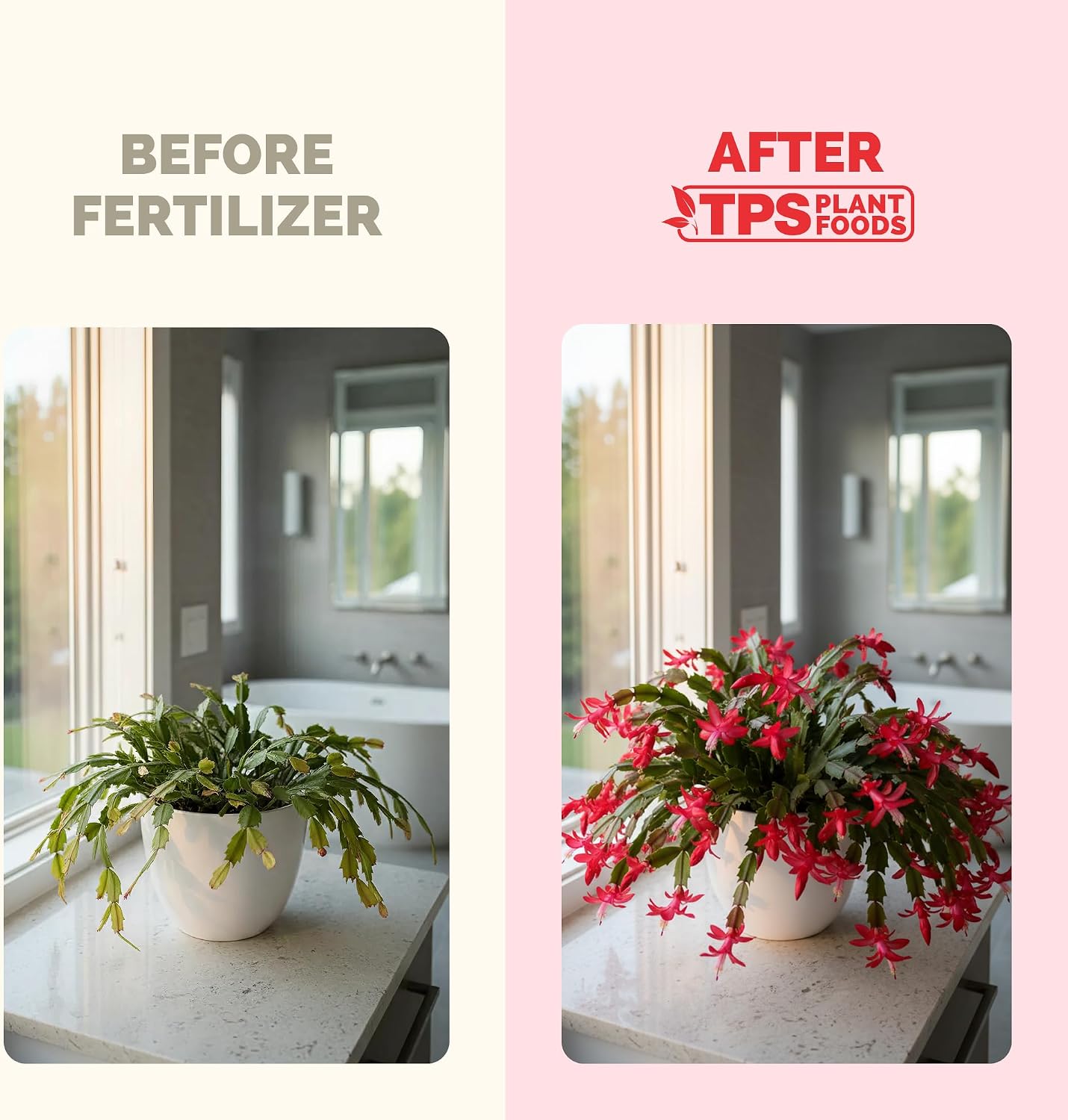 Fertilizante para Cactus Schlumbergera 8oz Líquido