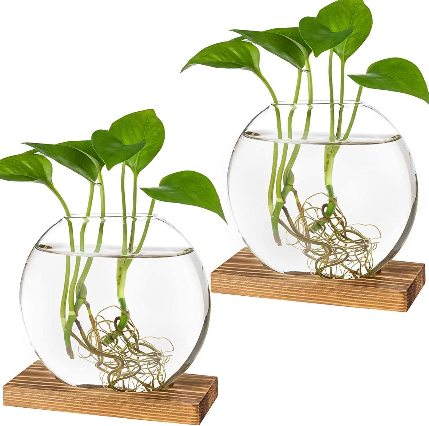 Maceta vidrio soporte madera terrario plantas hidropónicas