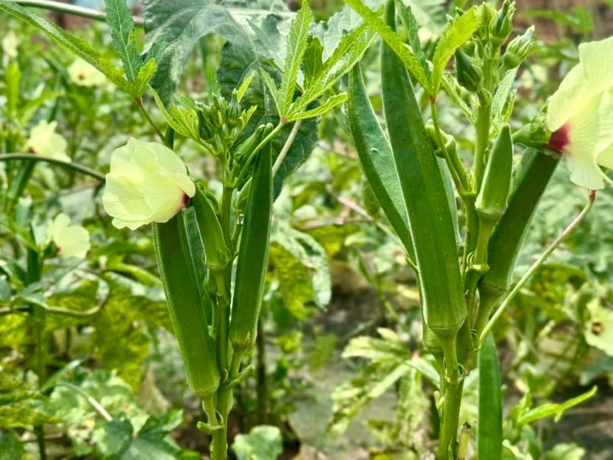 100 Semillas Okra Orgánicas 99% Germinación Fabricado EE.UU.