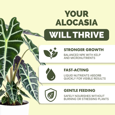 Fertilizante líquido Alocasia hojas grandes 8oz