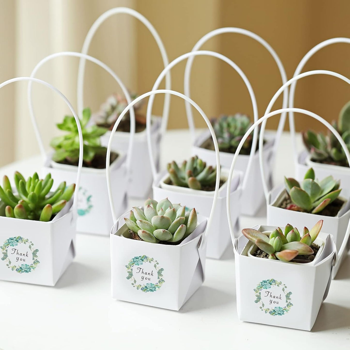 40 Envolturas Suculentas Blanco para Bodas y Regalos