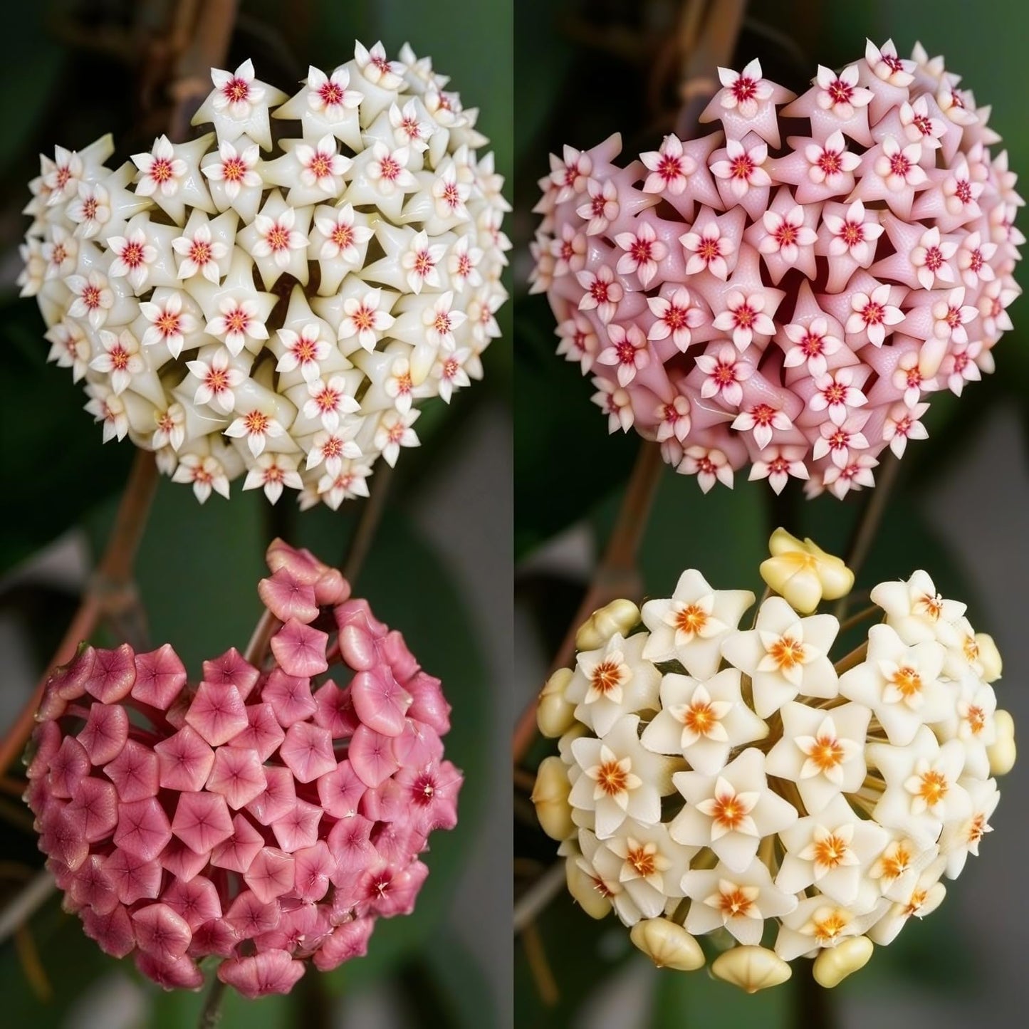 Semillas mixtas Hoya para macetas colgantes y jardín
