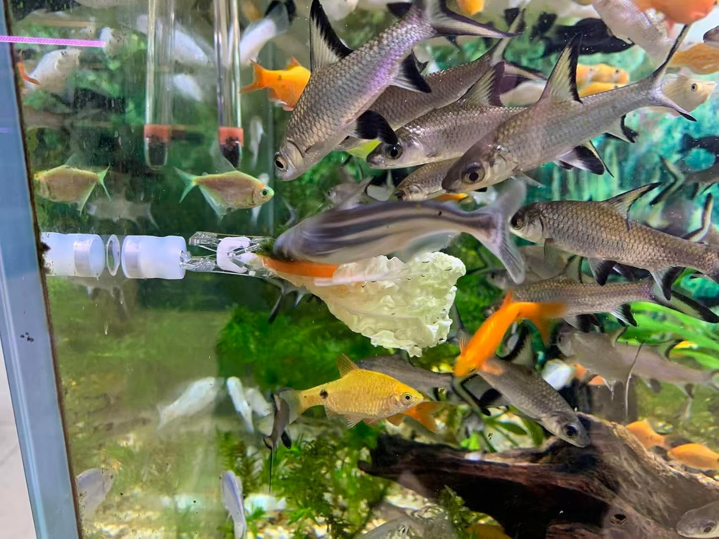 Clip magnético nori para alimentar peces acuario