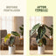 Fertilizante líquido Alocasia hojas grandes 8oz
