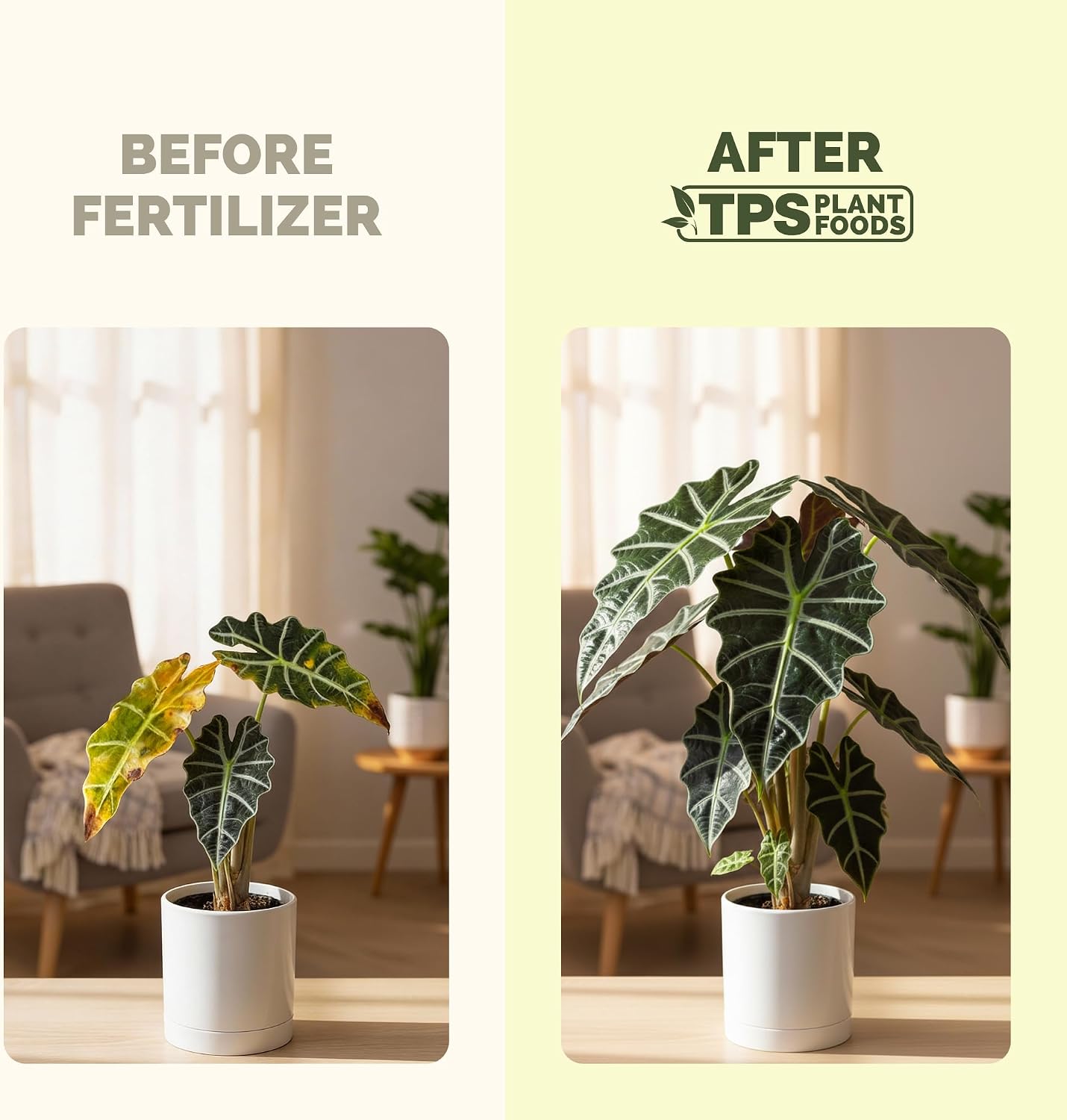 Fertilizante líquido Alocasia hojas grandes 8oz