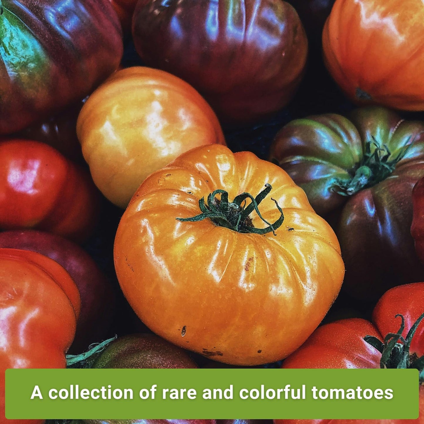 Semillas tomate autóctono colorido para plantar