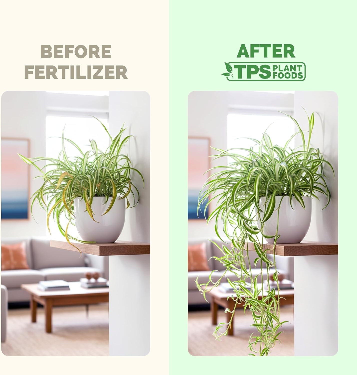 Fertilizante liquido para plantas araña TPS 8oz