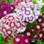 Mezcla semillas Dianthus Barbatus para jardín sin OMG