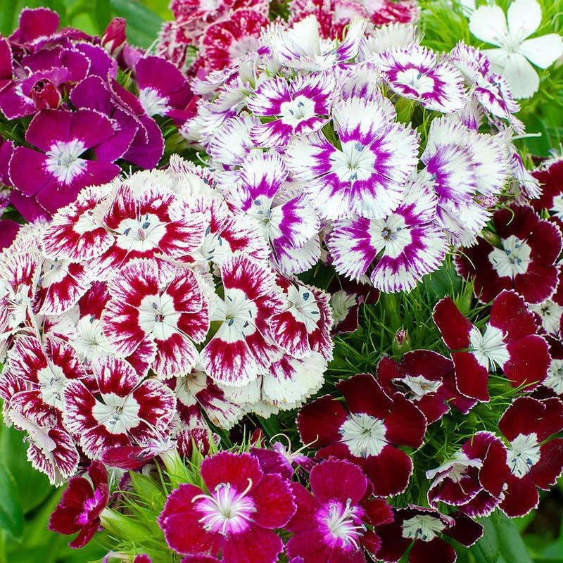 Mezcla semillas Dianthus Barbatus para jardín sin OMG