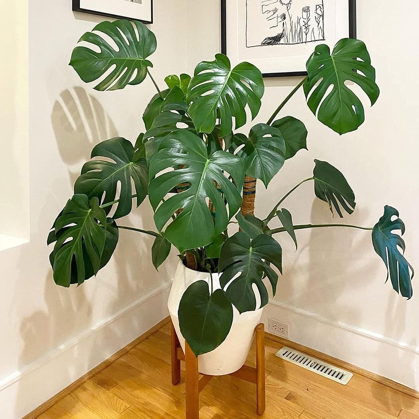 Tótem coco 48.81pulg varillas musgo 16pulg lazos 100ft Monstera