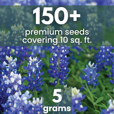 Semillas Texas Bluebonnet 150 unidades 0.18oz