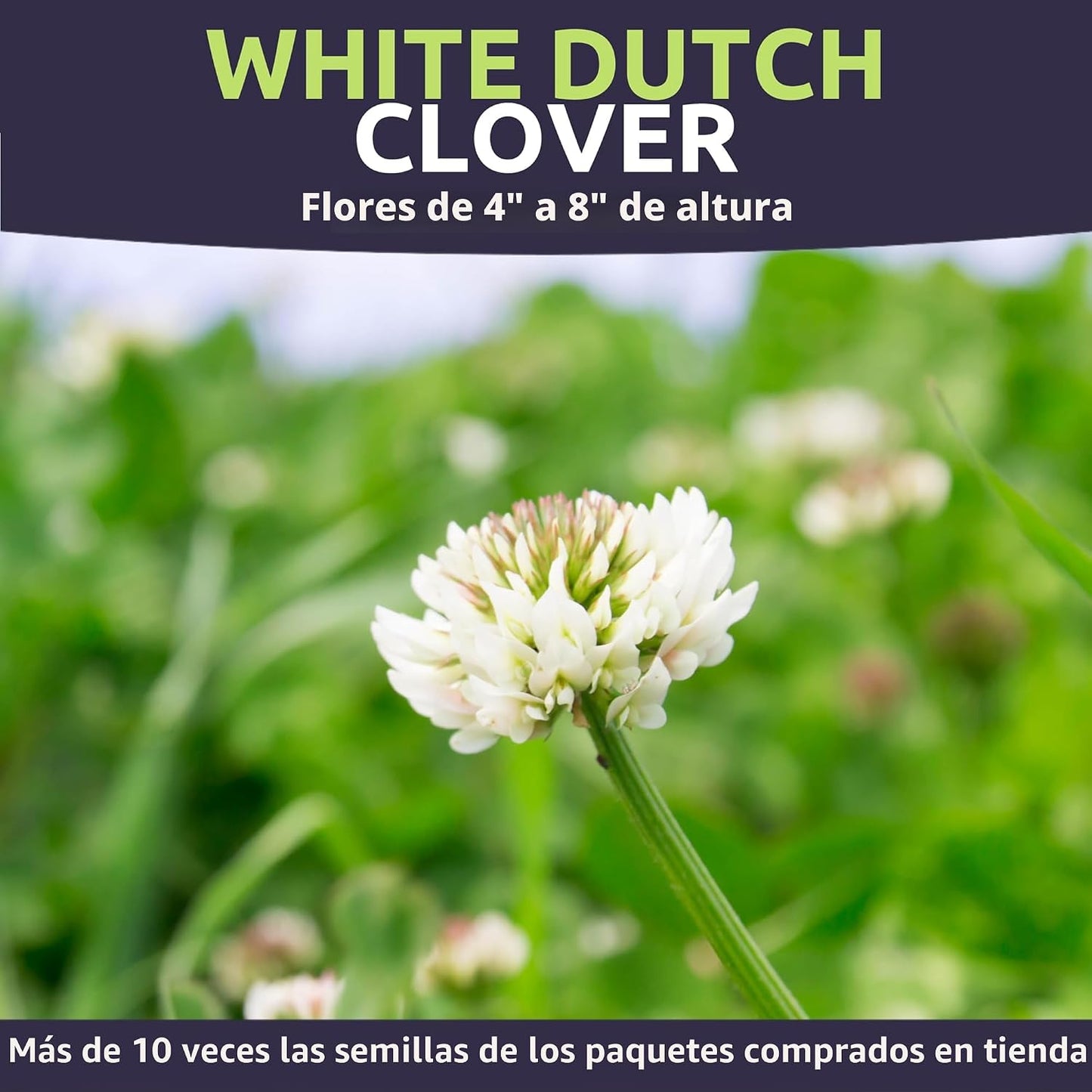 Trébol holandés blanco 40000 semillas 1oz