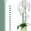 10 Estacas Soporte Plantas 15 Clips Orquídeas 16pulg