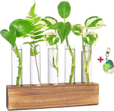 Estación propagación plantas soporte tubo ensayo escritorio