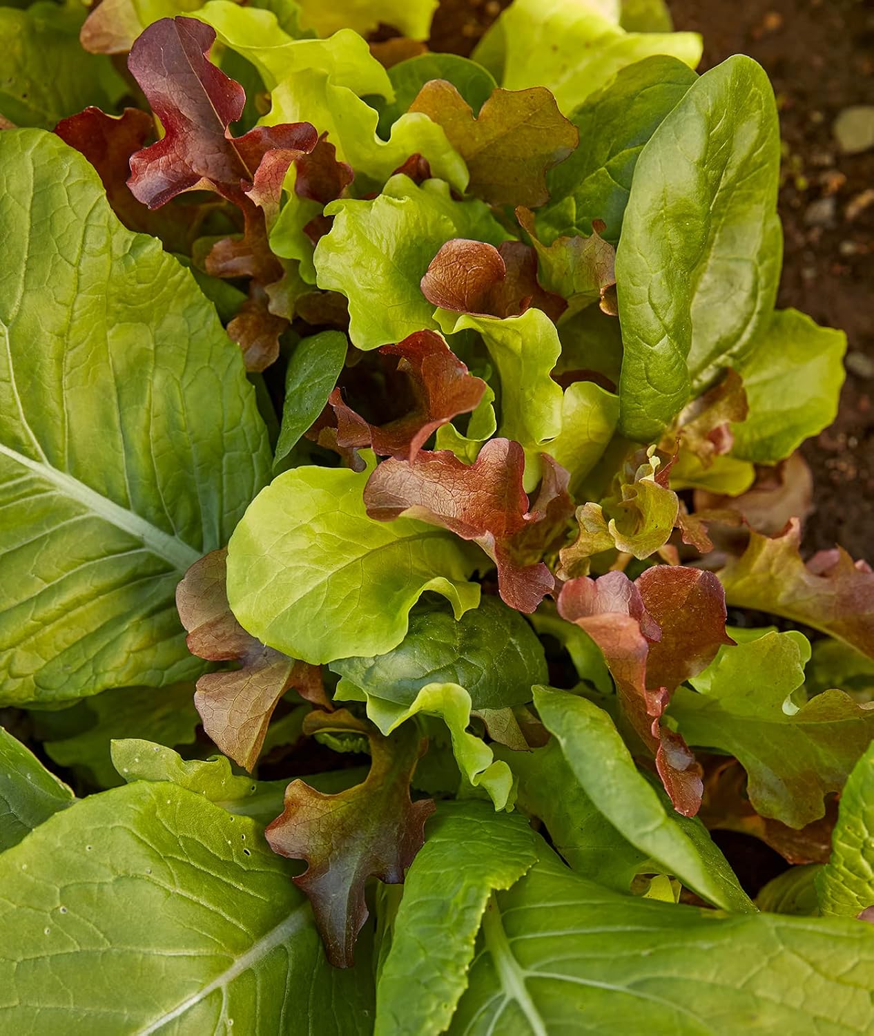 Semillas Mesclun para ensalada 750 unidades