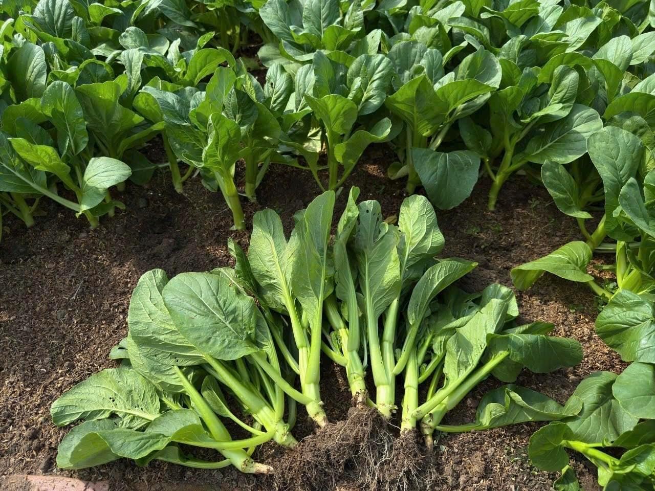 4000 Semillas Choy Sum Alta Calidad 99% Germinación