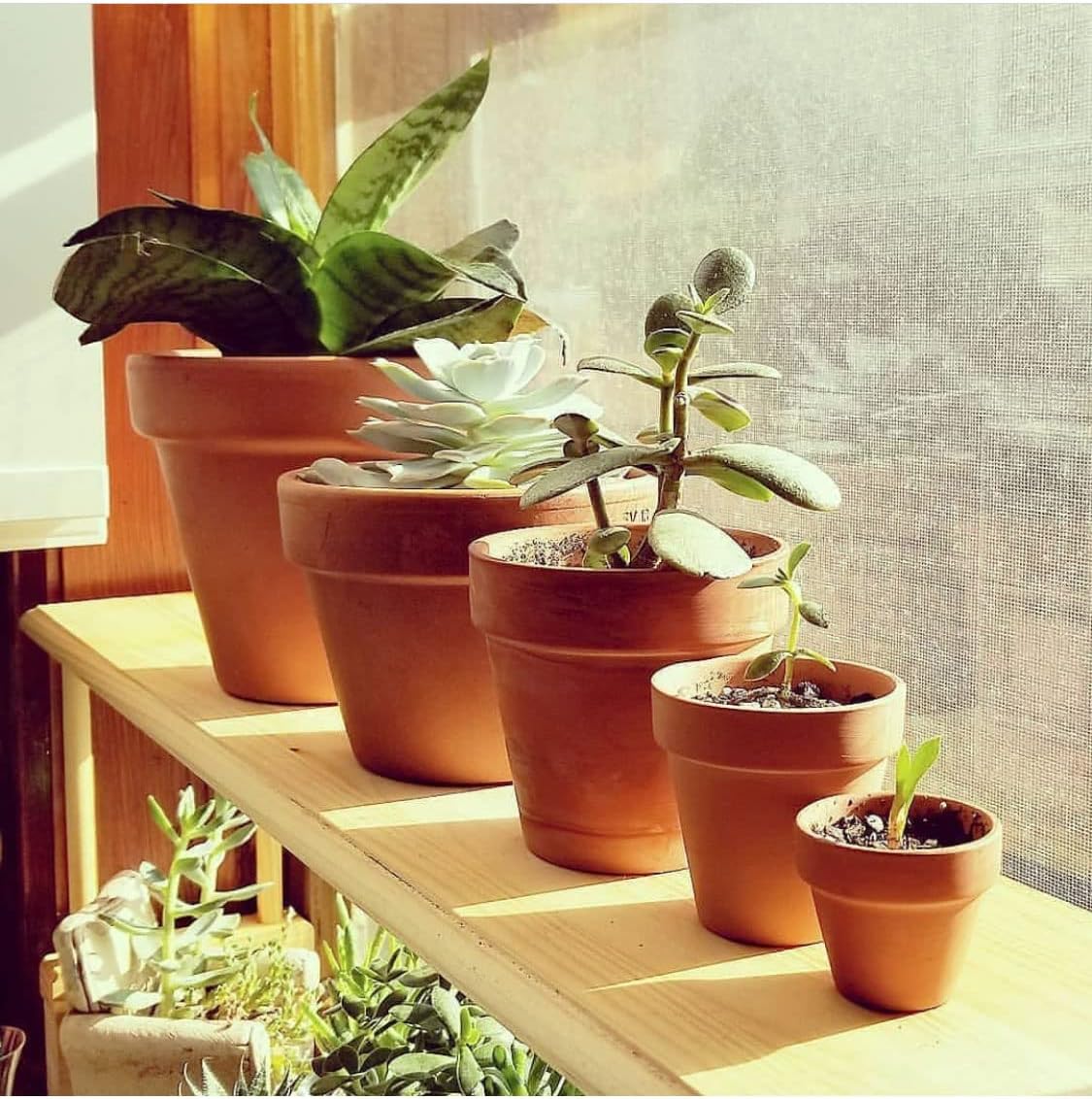 10 Macetas Terracota 4pulg para Suculentas y Cactus con Drenaje