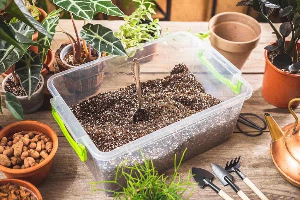Suelo para macetas Calathea 2qt con hojas cautivadoras
