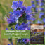 Semillas hisopo flores moradas para jardín atraen polinizadores