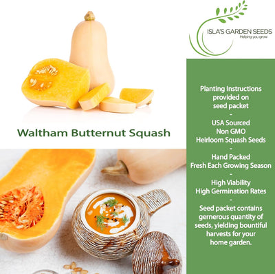 Semillas calabaza Butternut no transgénicas sabor dulce