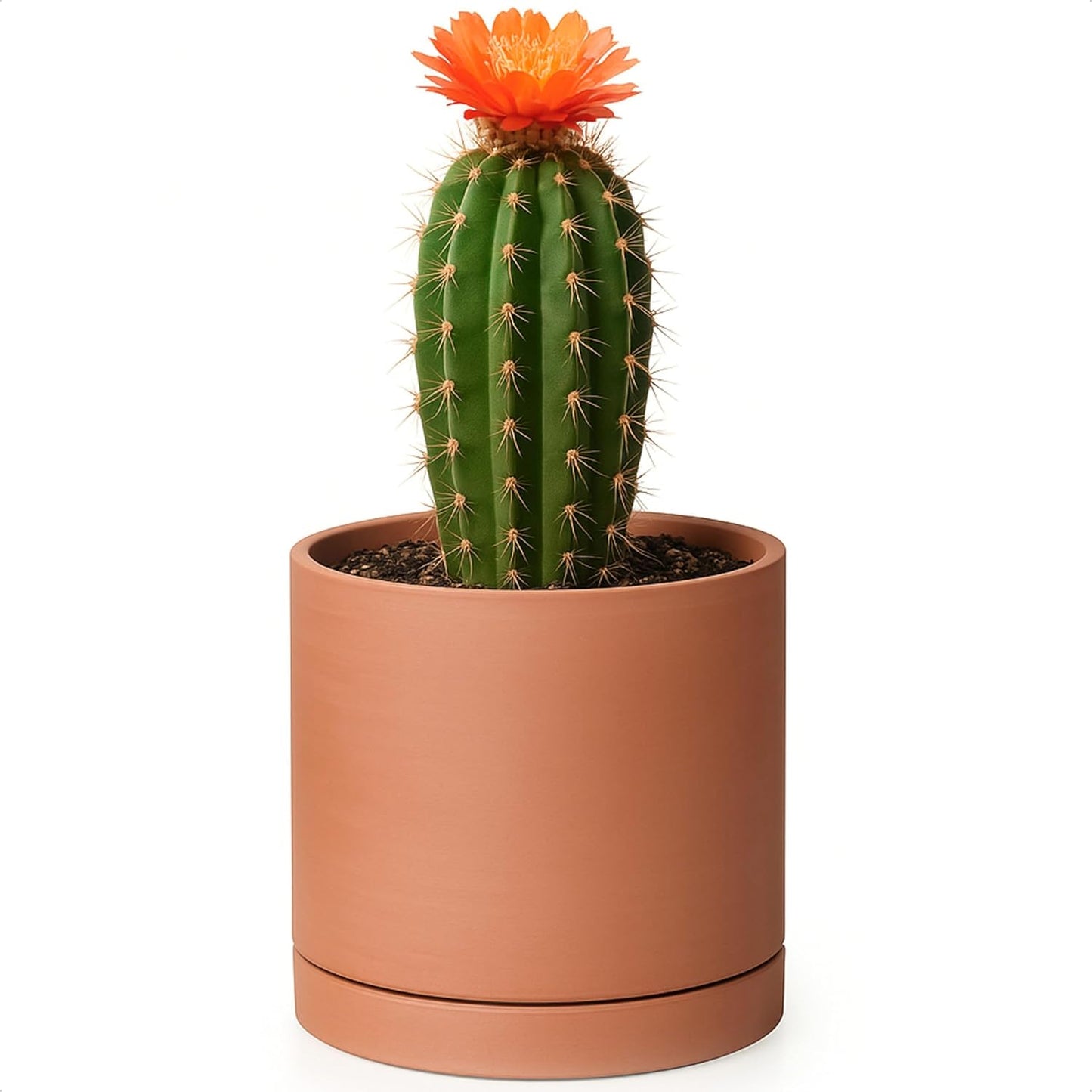 Maceta terracota 5pulg cilíndrica con platillo drenaje