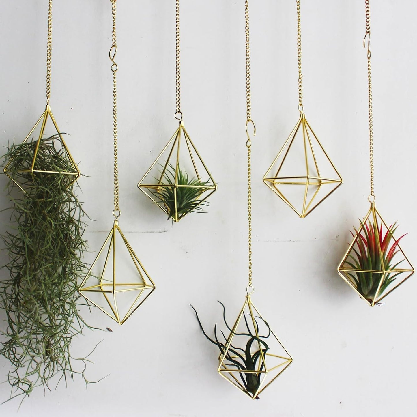 Soportes para plantas de aire 6 pzas colgante Glod con cadena