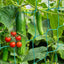 Red de cultivo jardín resistente para plantas trepadoras 32.8