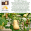 Semillas calabaza Butternut no transgénicas sabor dulce