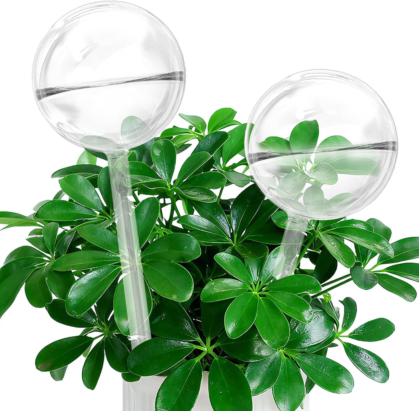 Globos riego automático transparente vidrio para macetas