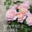 Rosas vintage para hogar y jardín