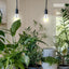 2 Pzas Bombilla LED Cultivo E26 9W 9000K
