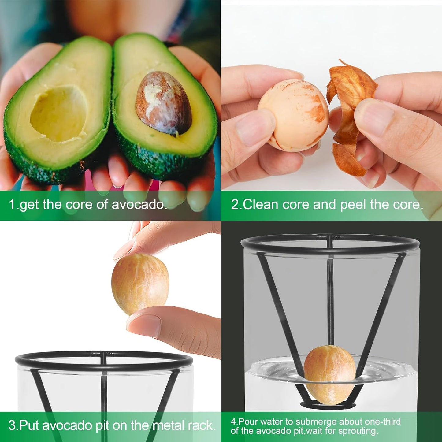 Kit cultivo aguacate con cepillo, base bambú y maceta vidrio