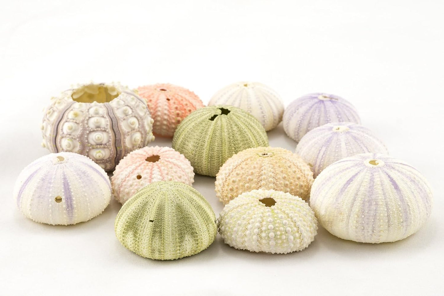 Conchas erizo mar para plantas 12pzas colgante