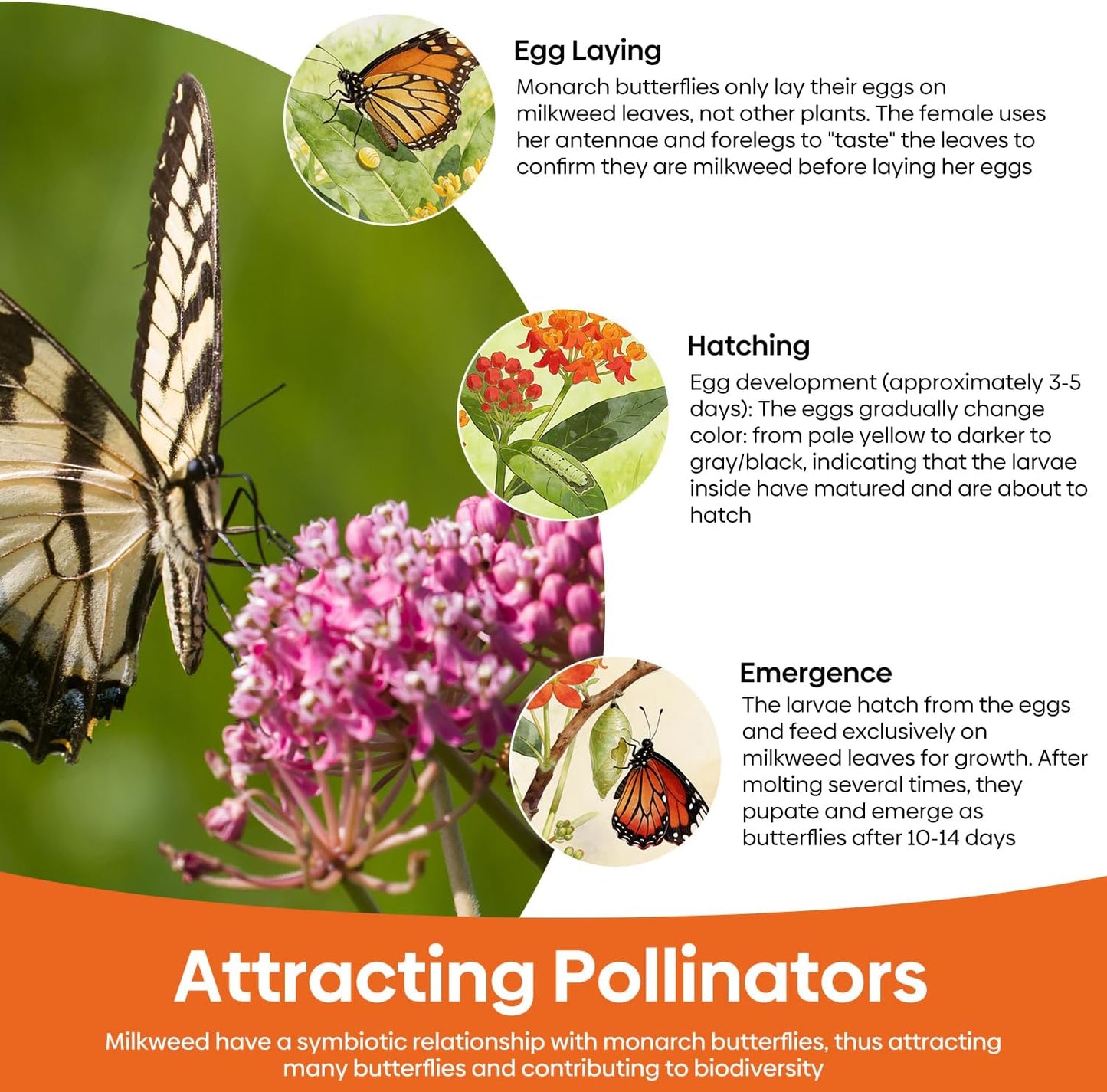 Semillas algodoncillo para mariposas monarca paquete 5