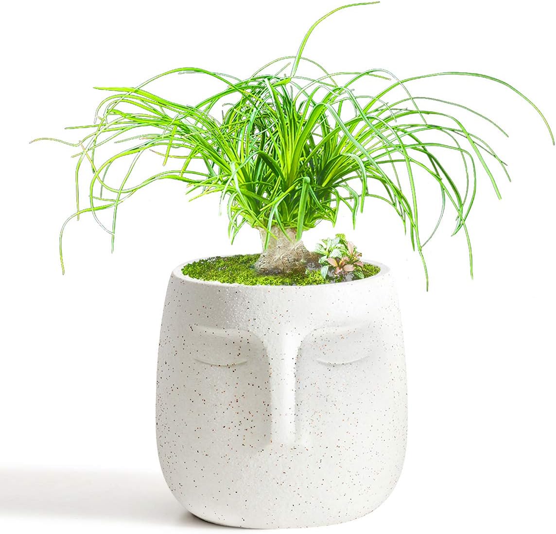 Maceta con cara para suculentas drenaje moderna decoración hogar